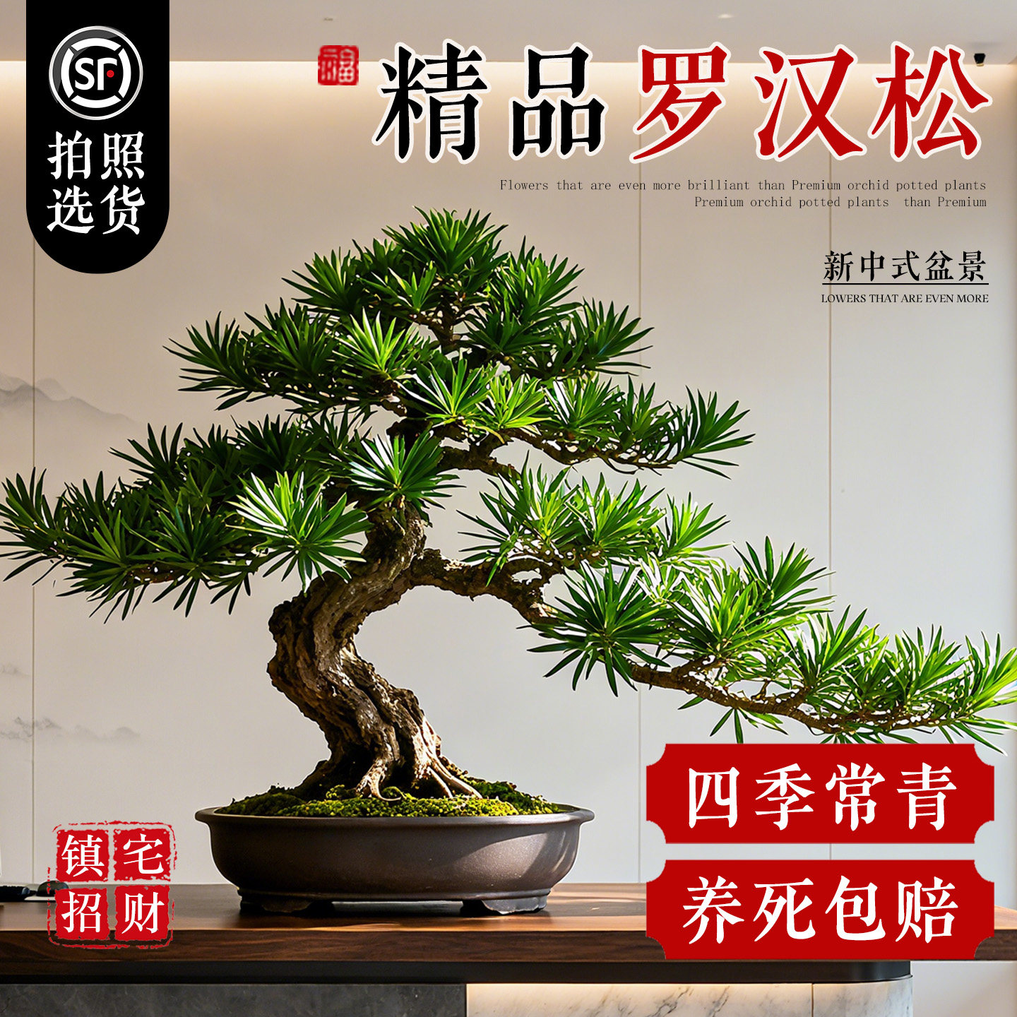 罗汉松盆景植物迎客松造型盆栽