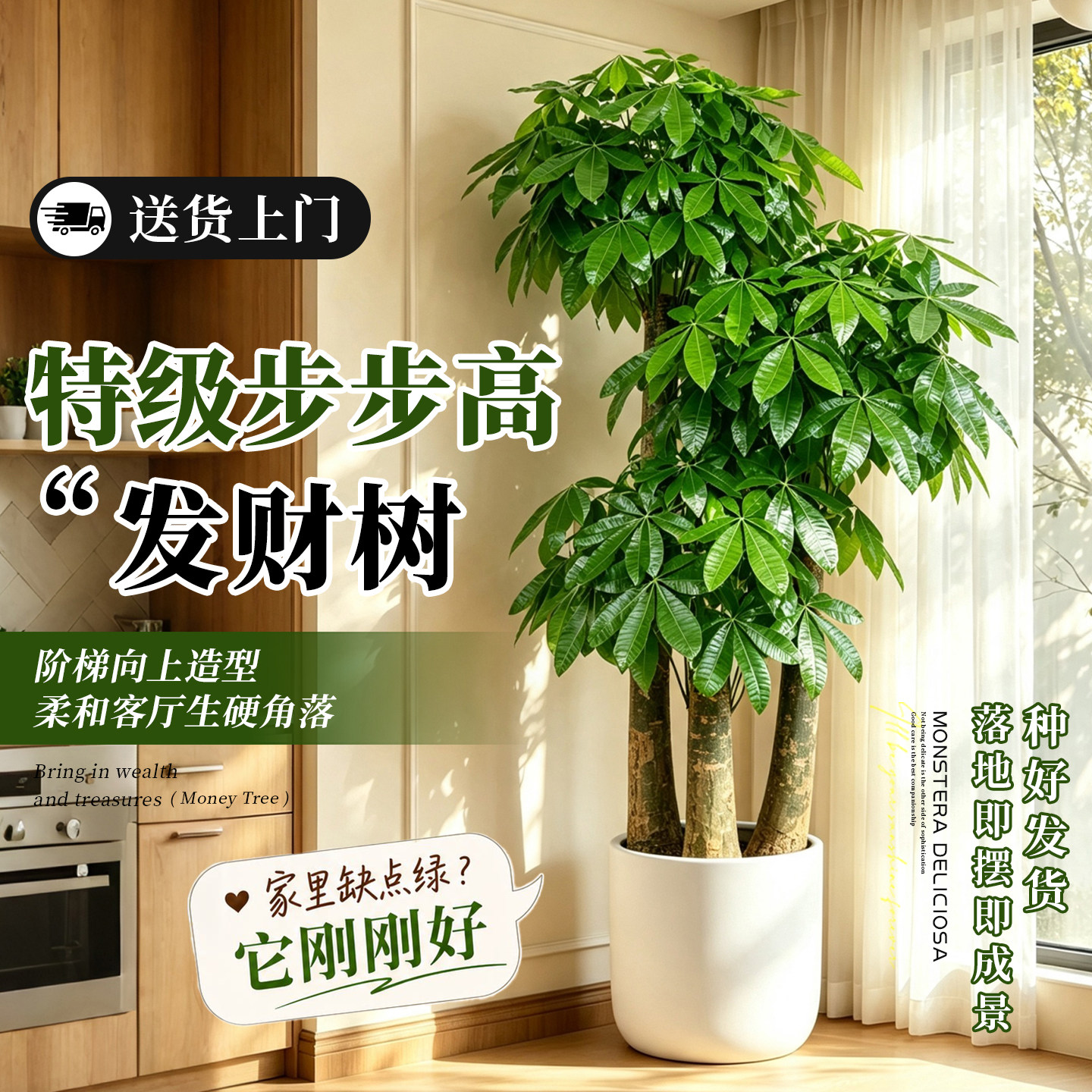 三杆步步高发财树客厅大盆栽乔迁之喜大棵开业送礼旺宅大型盆景