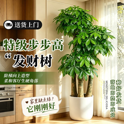 三杆步步高发财树客厅大盆栽乔迁之喜大棵开业送礼旺宅大型盆景