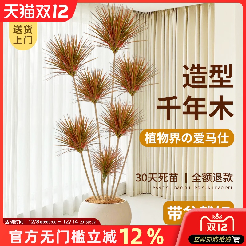 千年木大型绿植室内落地真植物马尾铁七彩铁客厅办公室龙血树盆栽