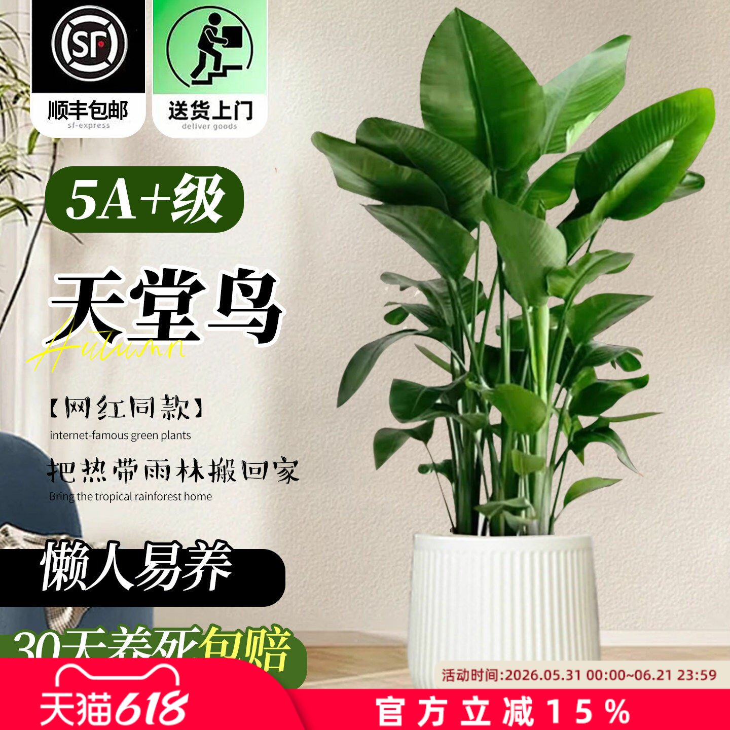 天堂鸟客厅绿植盆栽室内大型办公室高端大气上档次高级感四季好养