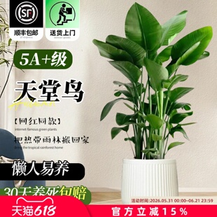 天堂鸟客厅绿植盆栽室内大型办公室高端大气上档次高级感四季好养