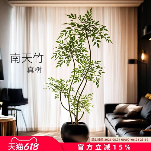 南天竹盆栽客厅真树大型植物室内绿植办公室火焰老桩落地造景树苗