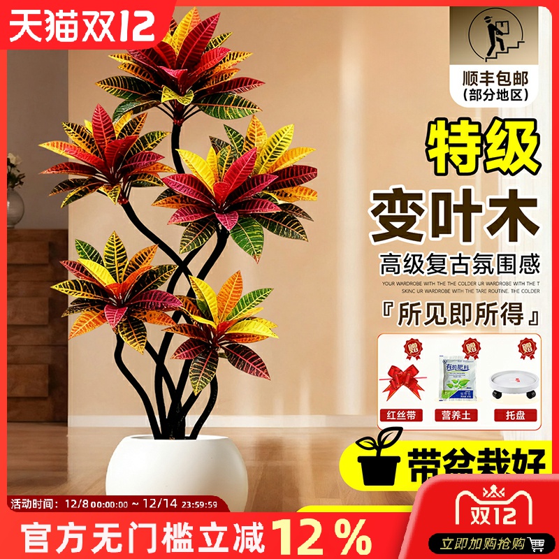 大型绿植高级感客厅变色木大盆栽