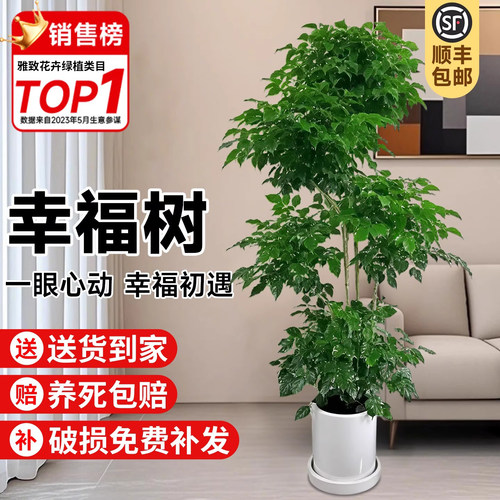 幸福树客厅大盆栽大型老桩绿植