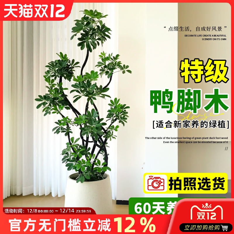 鸭脚木客厅大盆栽室内大型绿植