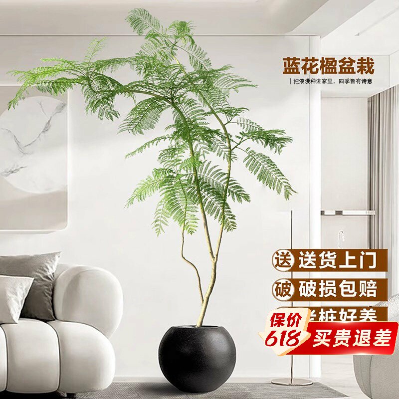 蓝花楹绿植室内大型盆栽办公室高级感植物客厅落地式真花四季好养图片