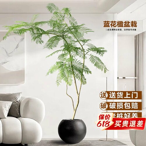 蓝花楹绿植室内大型盆栽办公室高级感植物客厅落地式真花四季好养