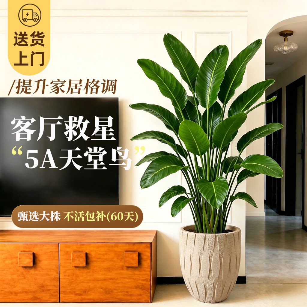 天堂鸟绿植室内办公室客厅大型植物盆栽高级感落地大号好养真花图片