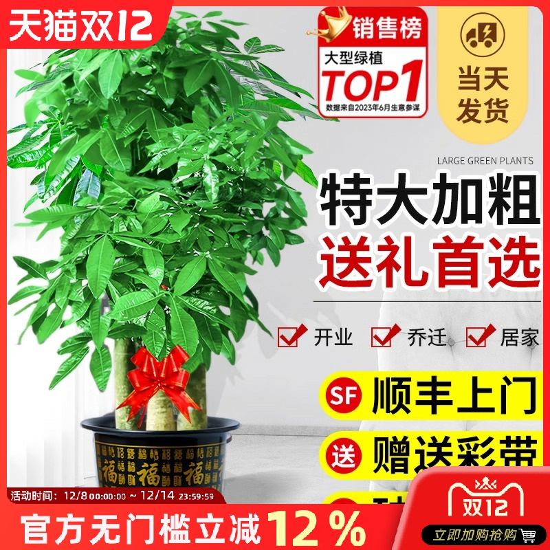 步步高发财树特大客厅开业送礼大盆栽室内植物绿植落地大号招财树