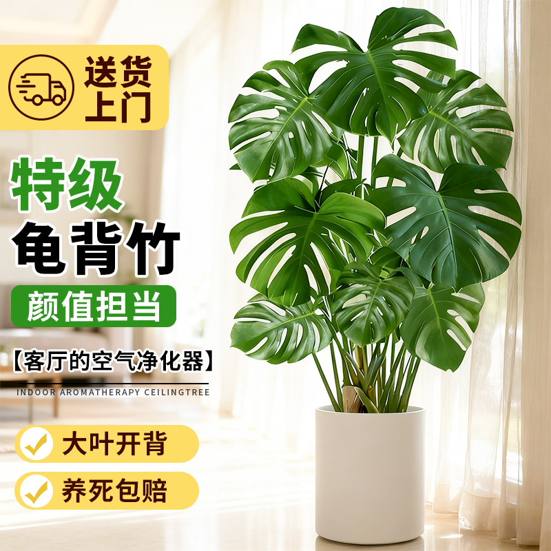 龟背竹客厅大盆栽老桩大叶开背绿植办公室内懒人好养落地四季盆景