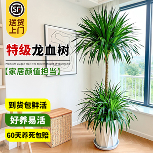 龙血树客厅绿植高级感室内大型轻奢盆栽龙须树办公室植物四季好养