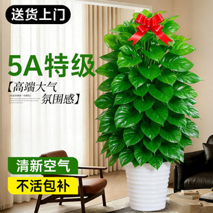 大叶绿萝柱盆栽客厅大型绿植办公室内高级感植物绿箩盆景好养易活