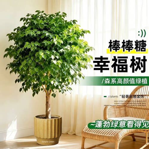单杆幸福树盆栽室内客厅办公室大型绿植绿宝四季常青乔迁绿植盆景
