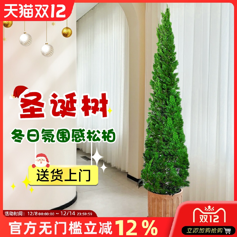 龙柏松树盆景圣诞树真树装饰摆件