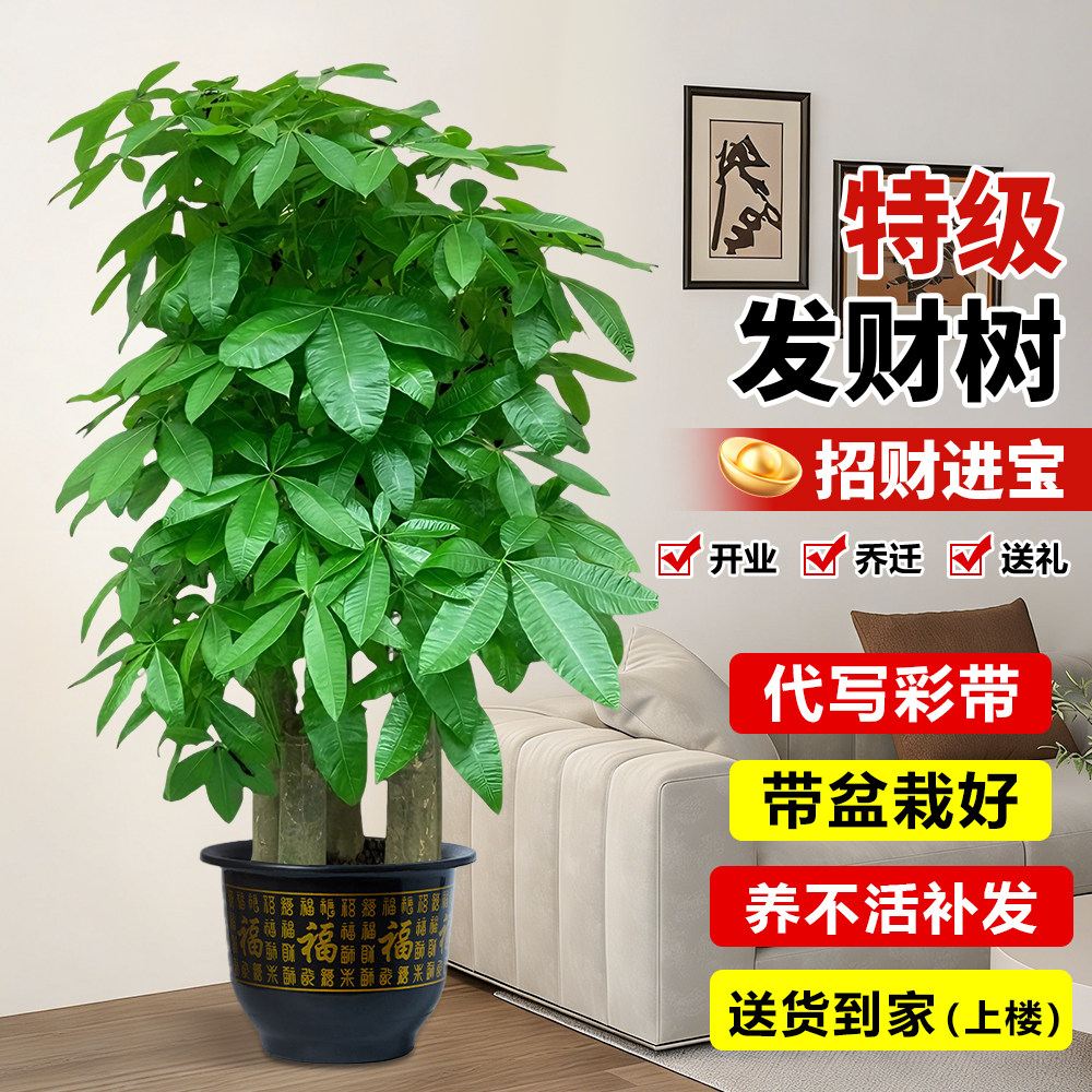 步步高发财树客厅大盆栽大型落地招财办公室开业送礼乔迁绿植物,鲜花速递/花卉仿真/绿植园艺,大型绿植/成品组合盆栽,淘宝优惠券,粉丝福利购,淘宝优惠卷