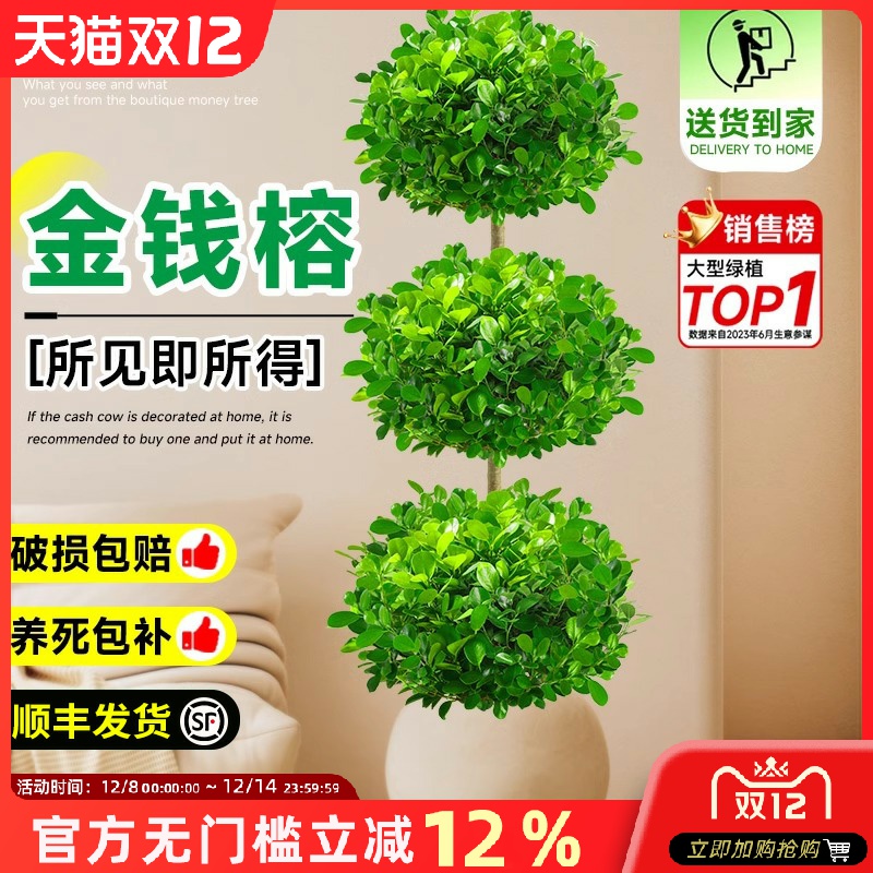 金钱榕招财摇钱树室内盆景大盆栽植物客厅大型榕树办公室造型绿植