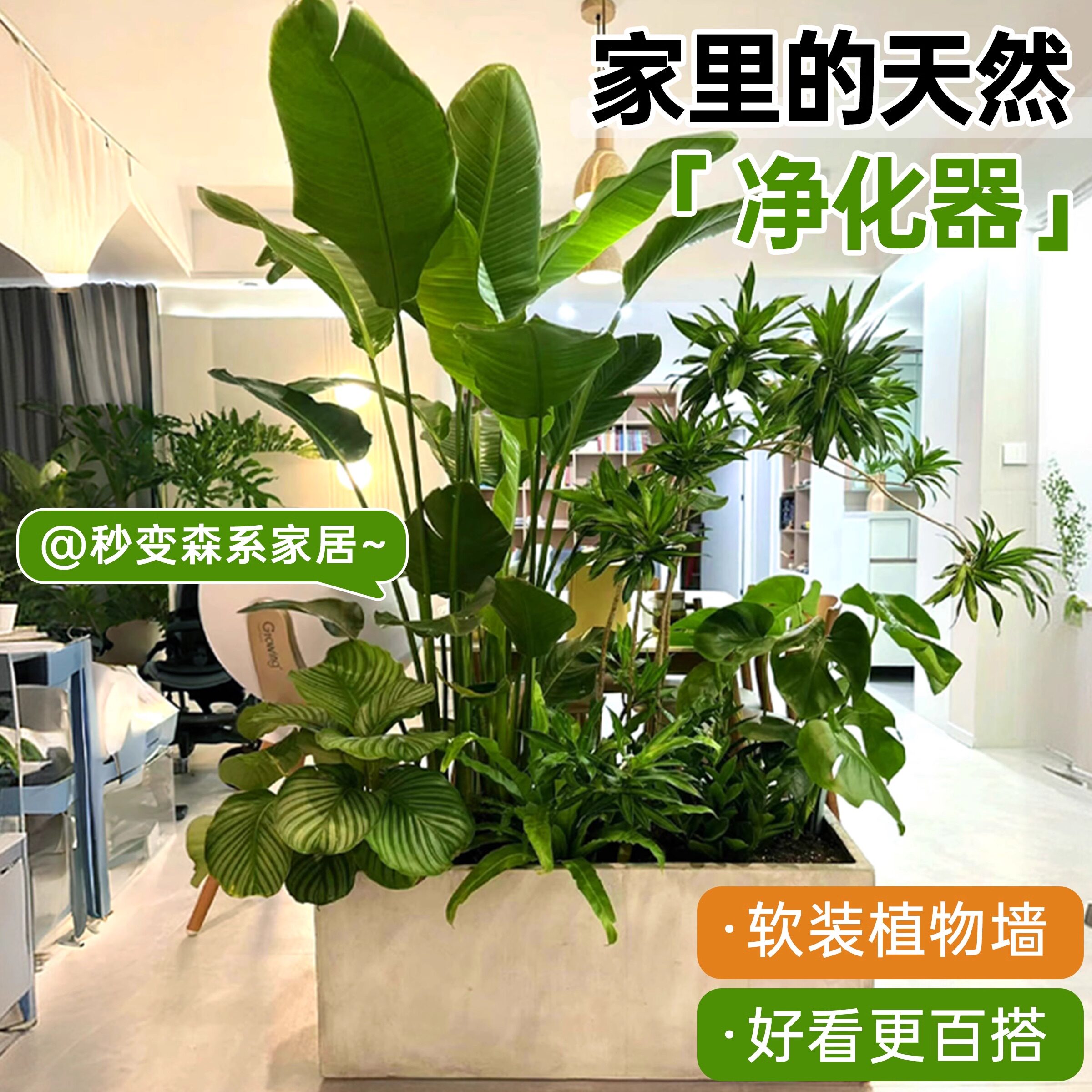 室内客厅大型绿植盆栽成品组合阳台玄关隔断造景橱窗落地大号植物