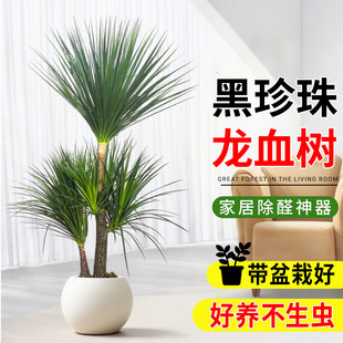 黑珍珠龙血树客厅绿植大型盆栽旺宅多头老桩树苗黑金刚太空铁真树