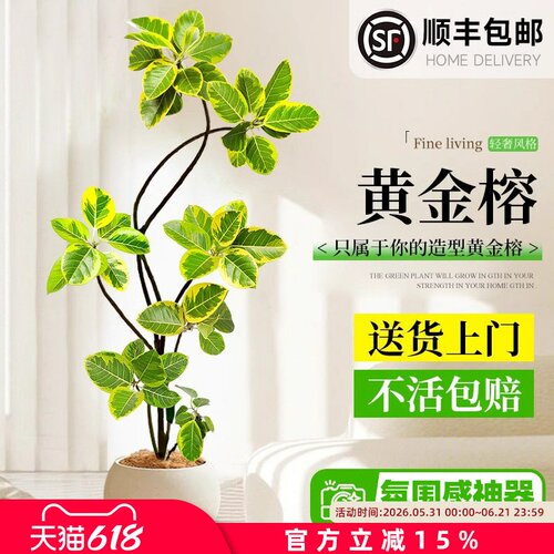 黄金榕客厅绿植室内大型植物富贵榕橡皮树大盆栽落地大号好养禄植