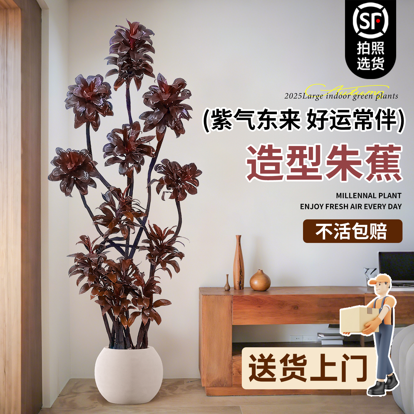 紫气东来朱蕉客厅绿植盆栽