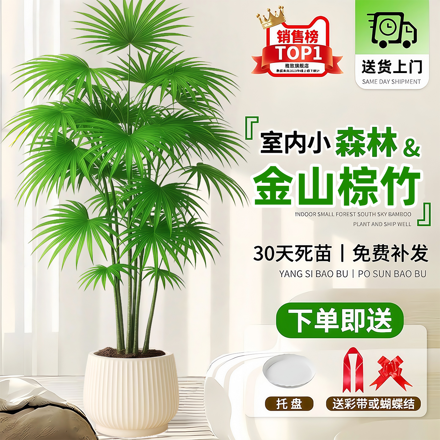 金山棕竹盆栽室内大型绿植