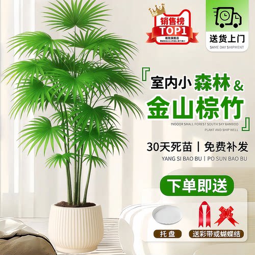 金山棕竹盆栽室内大型绿植