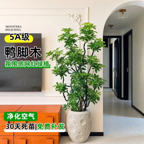 大型绿植造型鸭脚木客厅大盆栽