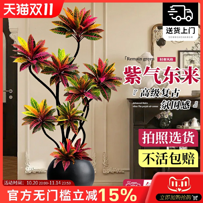 大型绿植客厅高级感变色木变叶木盆栽办公室内落地大气旺宅上档次