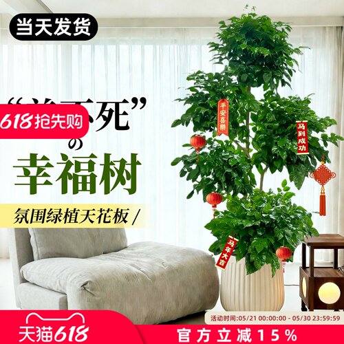 幸福树客厅大盆栽老桩植物