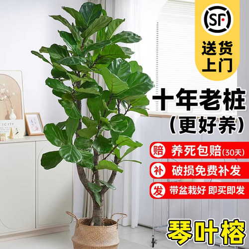 老桩琴叶榕客厅绿植物室内大型好养大叶盆栽大号真花落地办公室