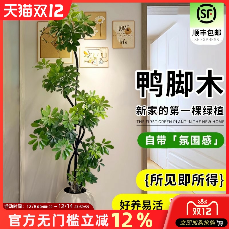 鸭脚木客厅大型盆栽室内落地式植物鸭掌木鹅掌柴八方来财真造型