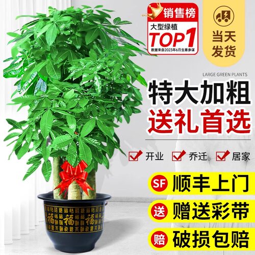 步步高发财树特大客厅开业送礼大盆栽室内植物绿植落地大号招财树