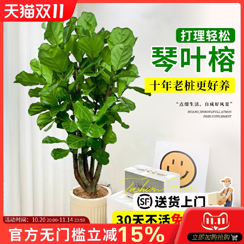 琴叶榕客厅盆栽四季好养禄植物