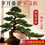 正宗罗汉松盆景绿植庭院临水式造型树老桩室内客厅迎客松小型真树