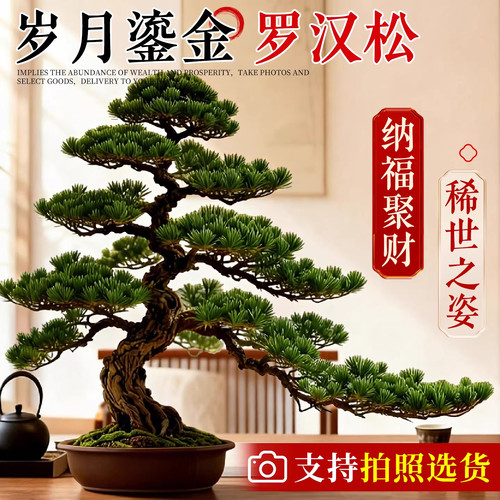 正宗罗汉松盆景老桩迎客松