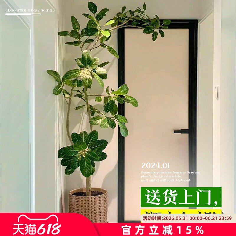 网红孟加拉榕盆栽大型绿植黄金榕高山榕树室内客厅落地橡皮面包树