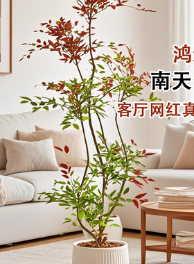 南天竹盆栽客厅大型植物绿植高级感真树办公室内高端落地大号盆景