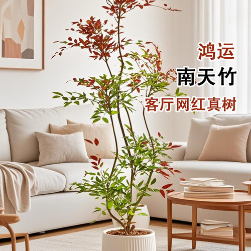 南天竹盆栽客厅大型植物绿植高级感真树办公室内高端落地大号盆景