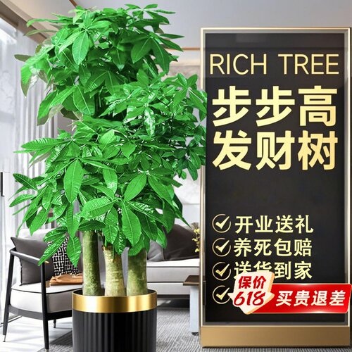基地直供多杆发财树