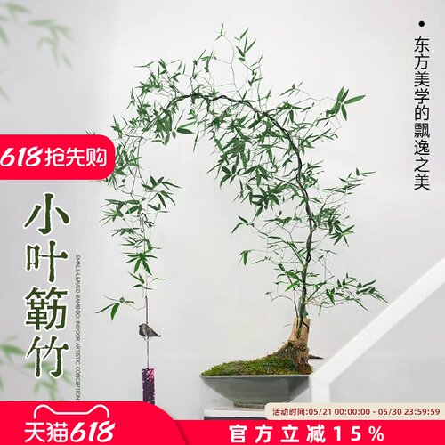 小叶簕竹竹子盆栽老桩竹簕办公室绿植物生桩室内禅意成品盆景熟桩