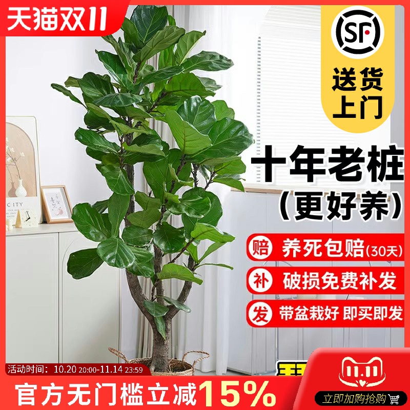 老桩琴叶榕客厅绿植物室内大型好养大叶盆栽大号真花落地办公室