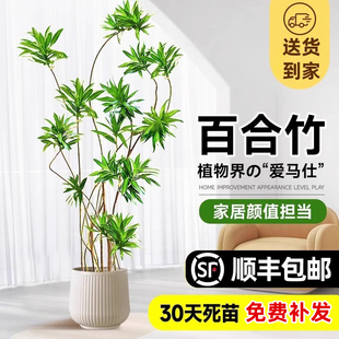 百合竹客厅造型绿植室内大型落地式大盆栽办公室四季常青真花植物