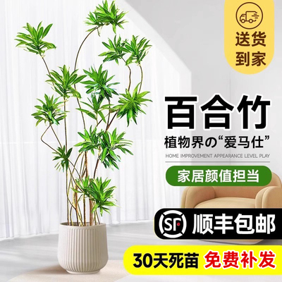 百合竹客厅造型绿植室内大型落地式大盆栽办公室四季常青真花植物