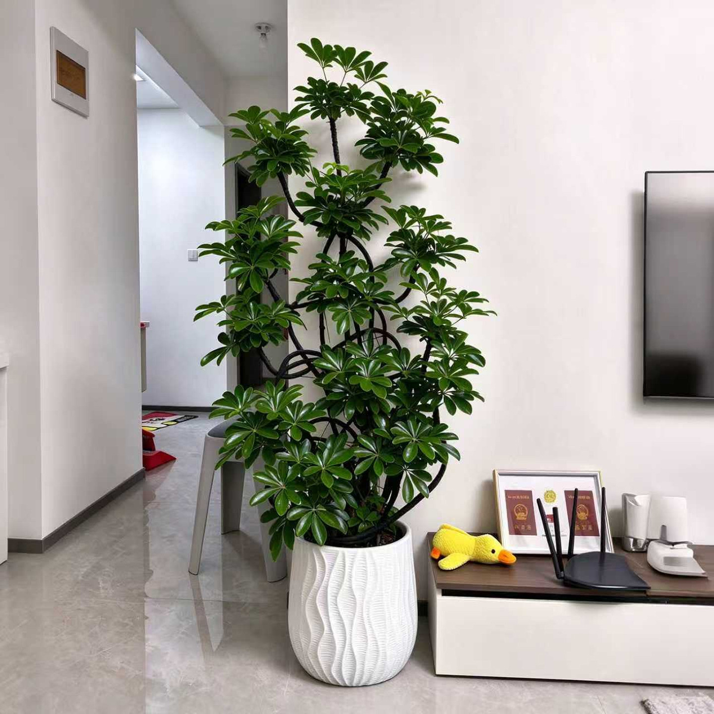 造型鸭脚木客厅绿植大盆栽鸭掌木鹅掌柴电视柜旁落地大型室内绿植