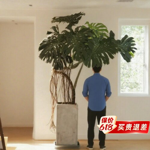 巨叶龟背竹精品真绿植