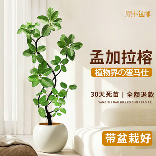 孟加拉榕客厅绿植黄金榕高山榕植物高级感室内盆裁办公室四季好养