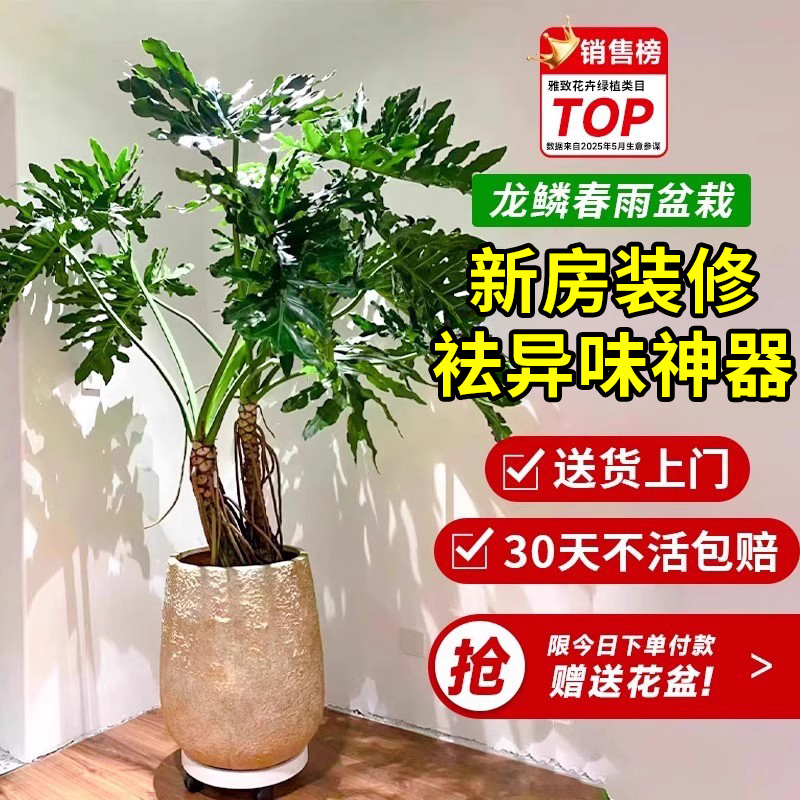 龙鳞春羽大型绿植盆栽