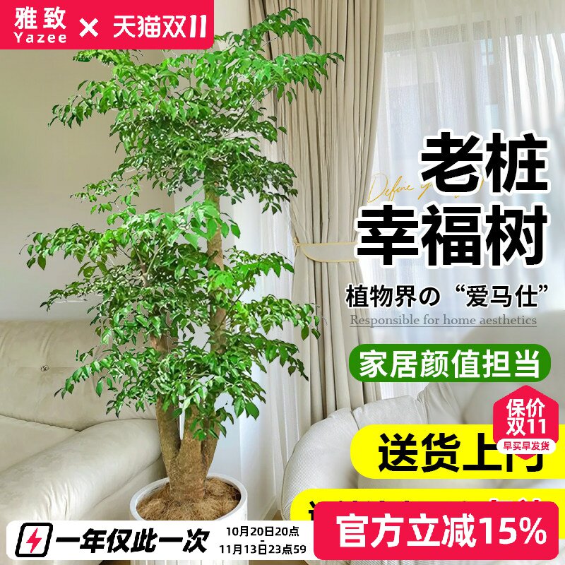 幸福树客厅盆栽大型老桩绿植室内平安树盆景吸甲醛植物四季好养禄