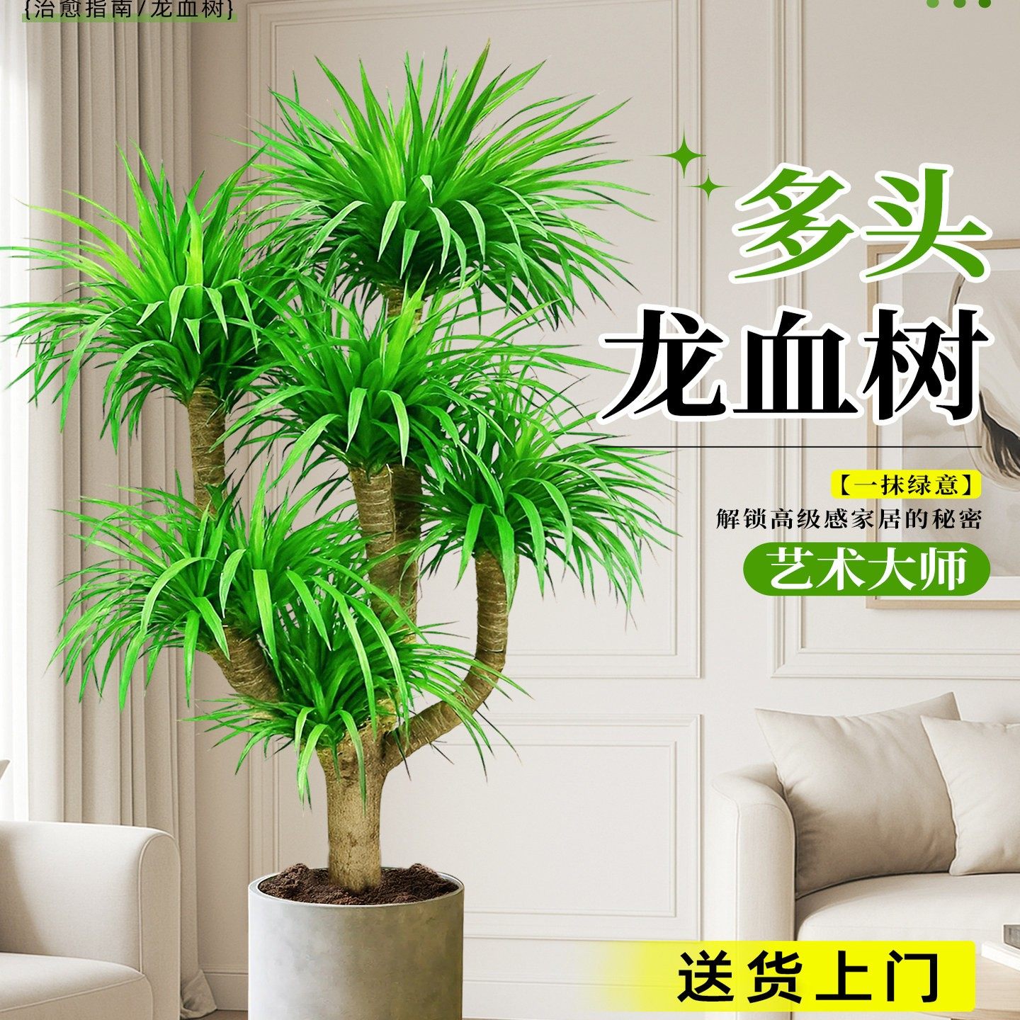 龙血树客厅绿植盆栽真树办公室内大型老桩盆景招财旺宅多头龙须树,鲜花速递/花卉仿真/绿植园艺,大型绿植/成品组合盆栽,淘宝优惠券,粉丝福利购,淘宝优惠卷